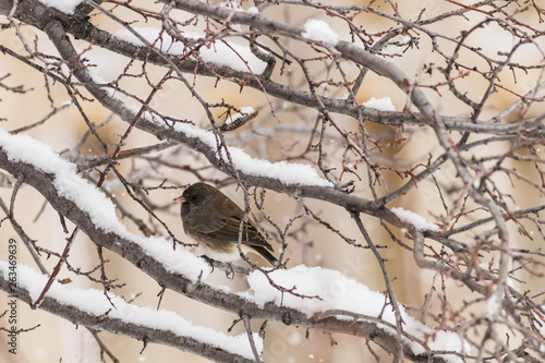 Winter Songbird