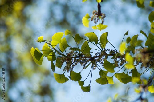 closeup of ginkgo biloba leaves in public garden