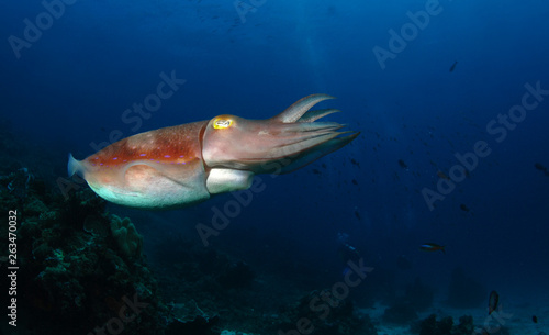 Fototapeta Naklejka Na Ścianę i Meble -  Broadclub cuttlefish - Sepia latimanus. Komodo National Park.