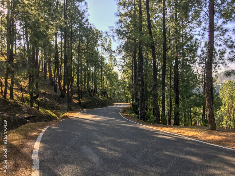 Obraz premium road in the woods