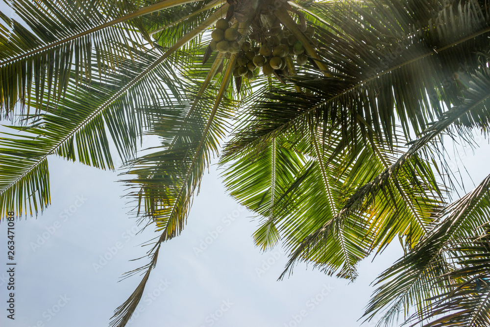 Fototapeta premium coconut trees in sky with sunshine