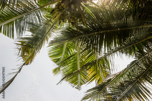 coconut trees in sky with sunshine