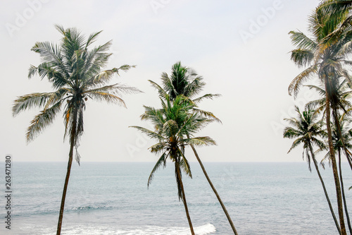 coconut trees at coast in Mirissa, Sri Lanka 