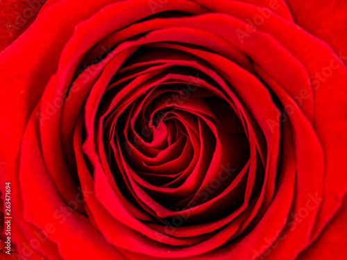 Petals of a rose close up view