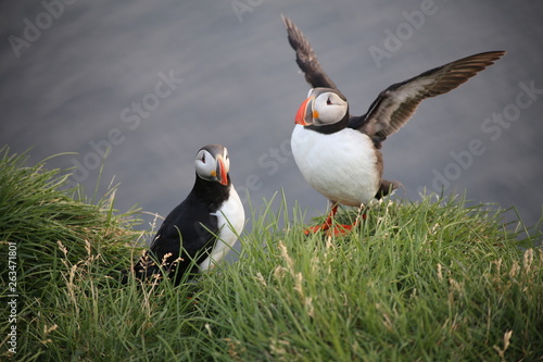 puffin on green grass