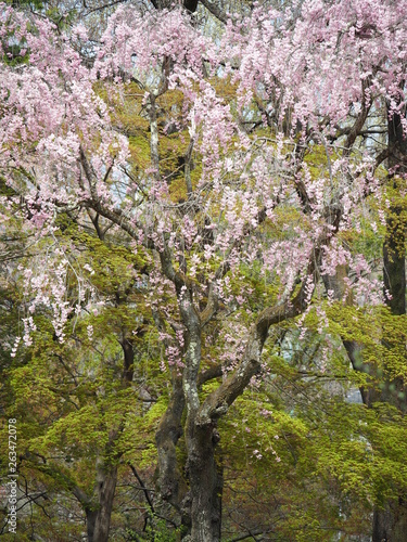 Wallpaper Mural シダレザクラ Torontodigital.ca