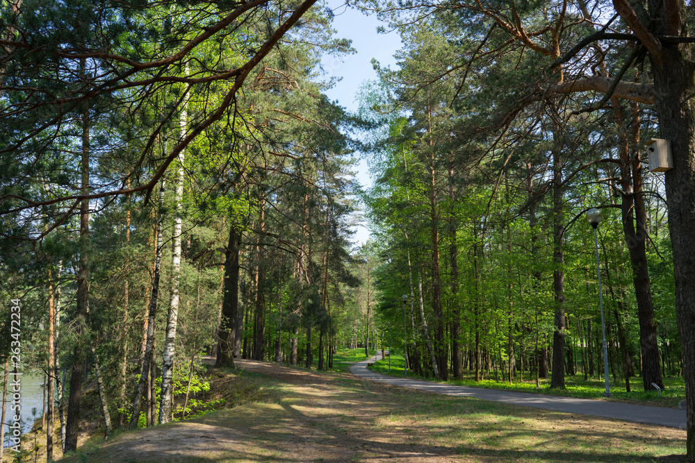 Forest landscape in the vicinity of Druskininkai, Lithuania Forest landscape in the vicinity of Druskininkai, Lithuania