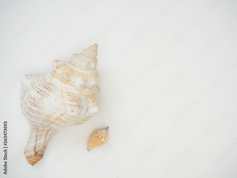 Beautiful patterned shells Beautiful patterned shells