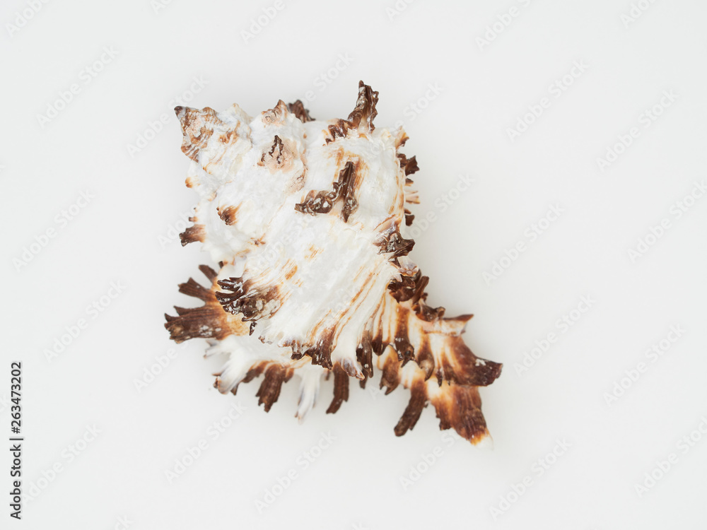 Beautiful patterned shells Beautiful patterned shells