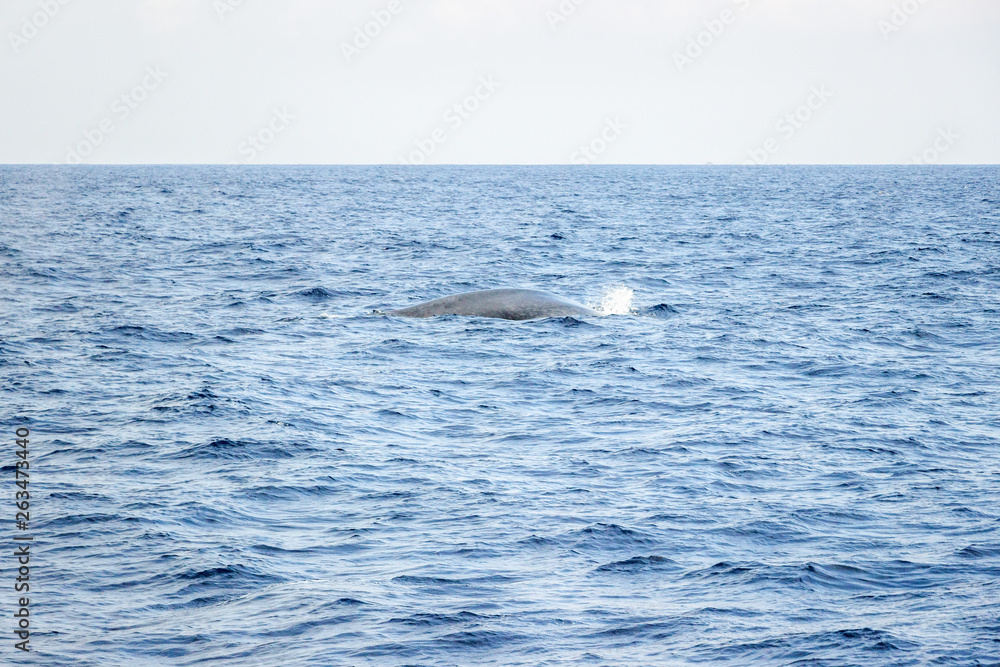 whale watching in Mirissa sea whale watching in Mirissa sea