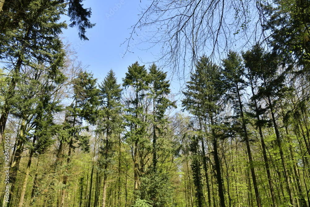 Cimes des sapins s'élevant vers le ciel clair au bois de Hallerbos près de Halles Cimes des sapins s'élevant vers le ciel clair au bois de Hallerbos près de Halles