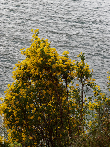 Coronille arbrisseau (Hippocrepis emerus) aux fleurs jaunes au bord d'un lac en Provence photo