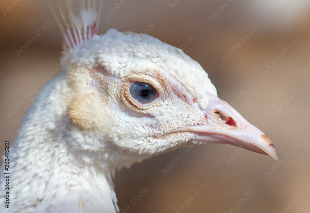 Portrait of a white peacock in a zoo Portrait of a white peacock in a zoo