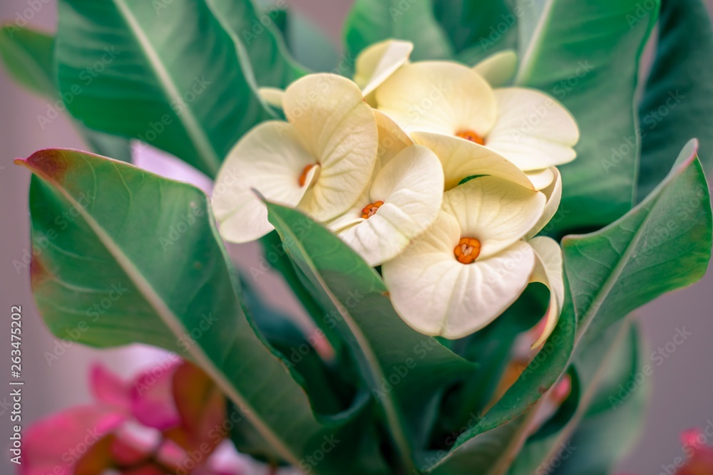 Fototapeta premium Poi sian flower with green leaf blurred background For nature wallpaper image.