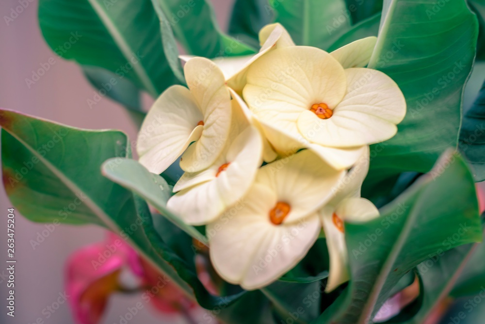 Obraz premium Poi sian flower with green leaf blurred background For nature wallpaper image.