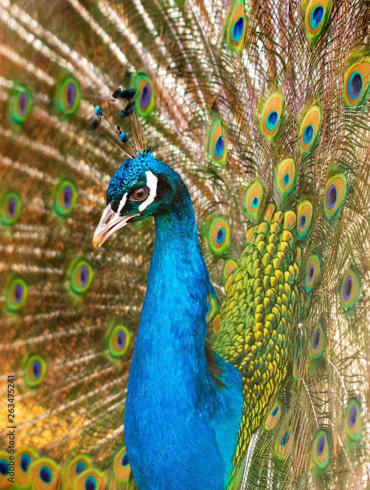 Obraz premium Portrait of a peacock in a zoo