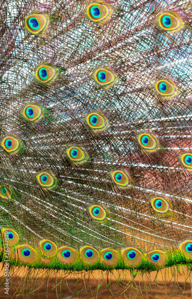 Fototapeta premium Peacock feathers on nature as background