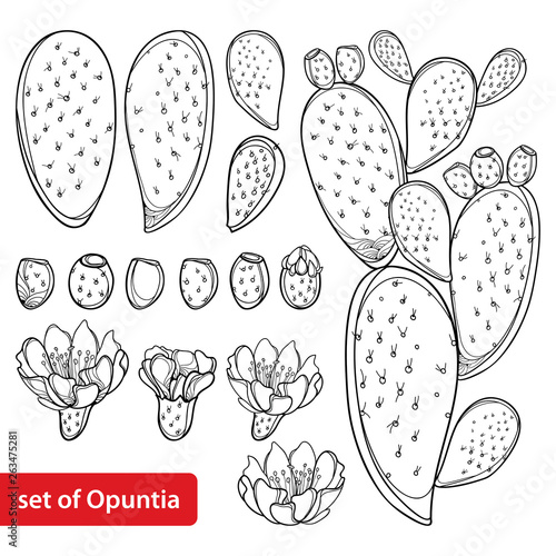 Set with outline cactus Indian fig Opuntia or prickly pear plant, fruit, flower and stem in black isolated on white background. 