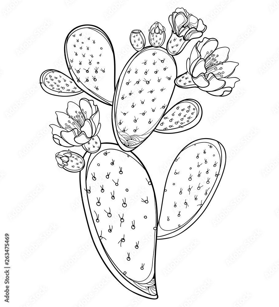 Branch of outline Indian fig Opuntia or prickly pear cactus, fruit, flower and spiny black stem isolated on white background. Branch of outline Indian fig Opuntia or prickly pear cactus, fruit, flower and spiny black stem isolated on white background.