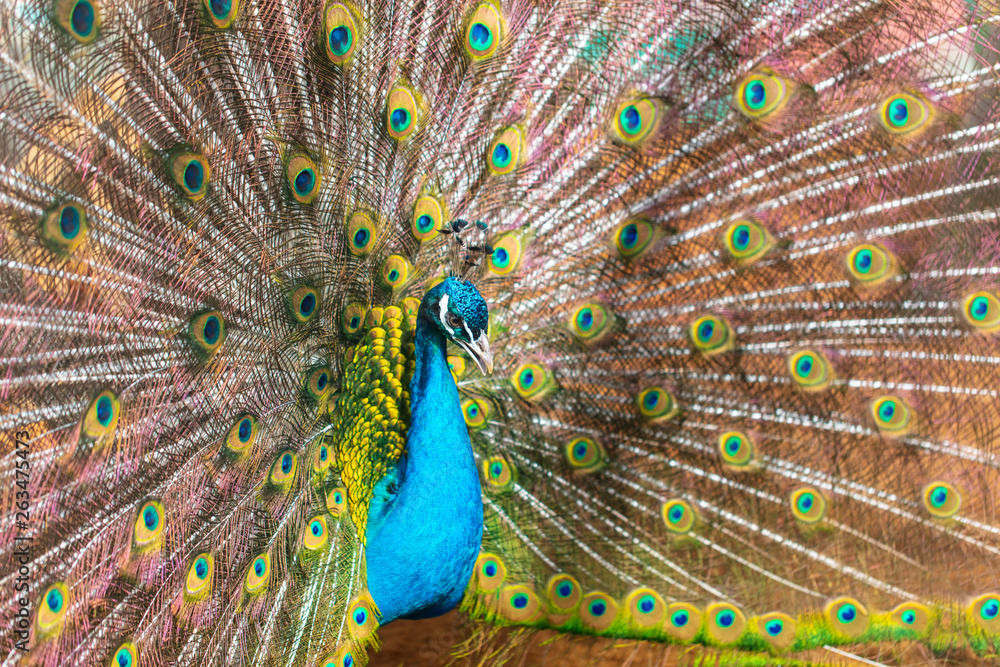 Obraz premium Portrait of a peacock in a zoo