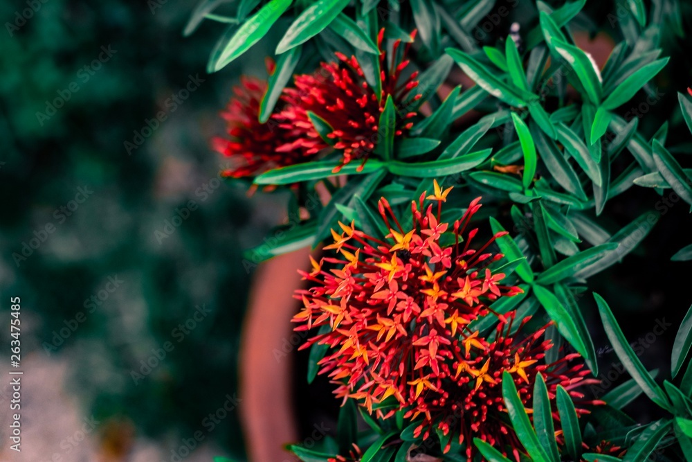 spike flower flower with green leaf blurred background For nature wallpaper image. spike flower flower with green leaf blurred background For nature wallpaper image.