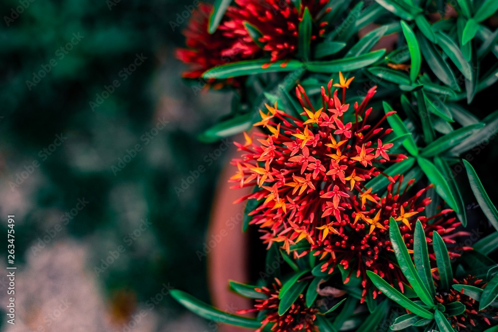 spike flower flower with green leaf blurred background For nature wallpaper image. spike flower flower with green leaf blurred background For nature wallpaper image.