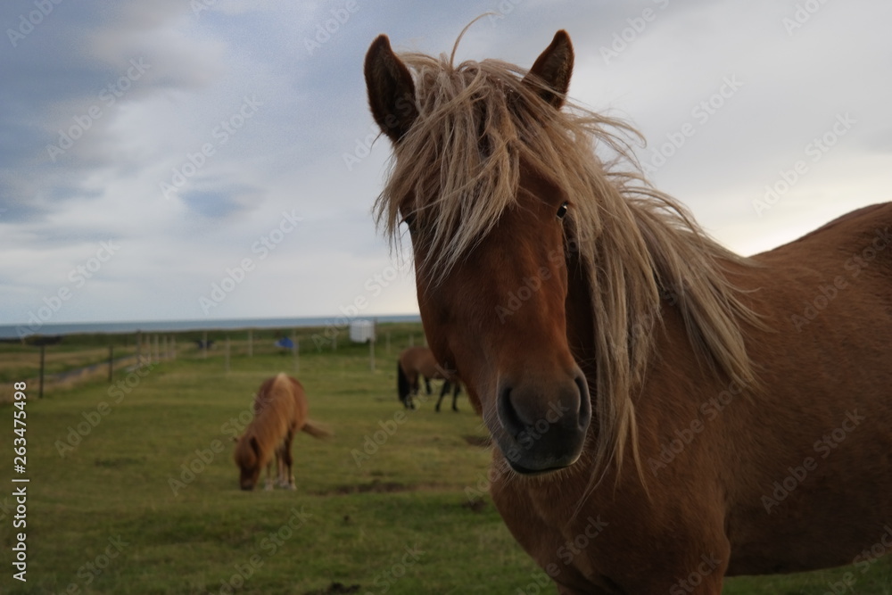 Obraz premium Wild Horses