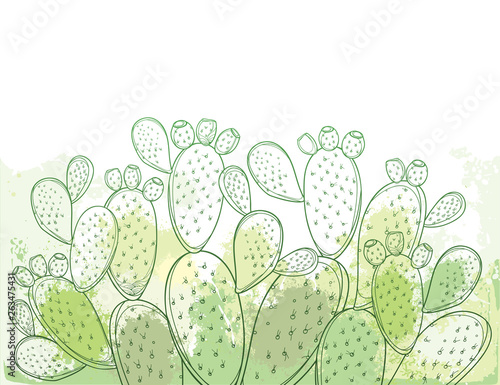 Bush of outline Indian fig Opuntia plant or prickly pear cactus, fruits and spiny stem on the pastel green and white background.  photo
