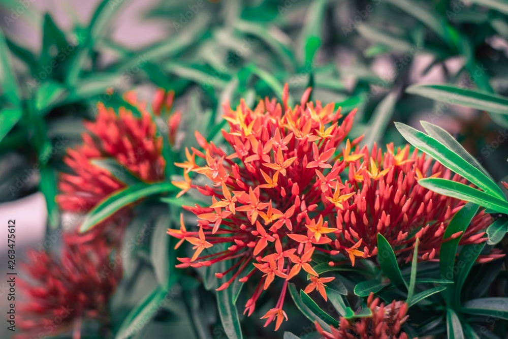 spike flower flower with green leaf blurred background For nature wallpaper image. spike flower flower with green leaf blurred background For nature wallpaper image.