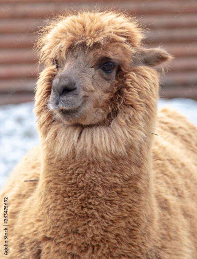 Portrait of llama in wool at the zoo