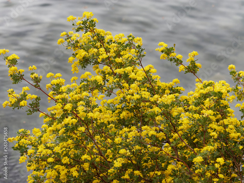 Coronille arbrisseau (Hippocrepis emerus) au bord d'un lac provençal photo