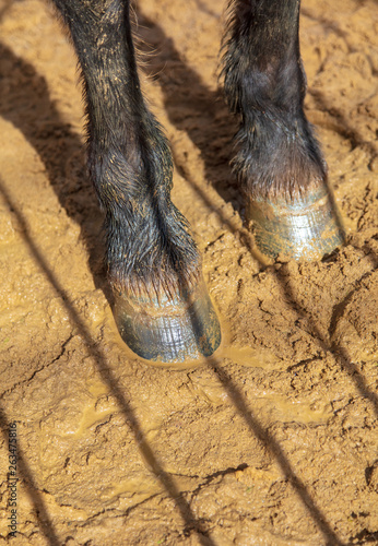 Hooves of an animal on sand in a zoo