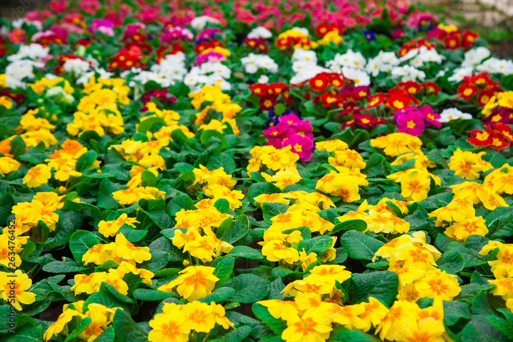 Obraz premium Garden greenhouse. Agribusiness