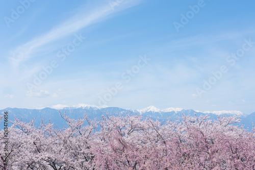 桜と北アルプス