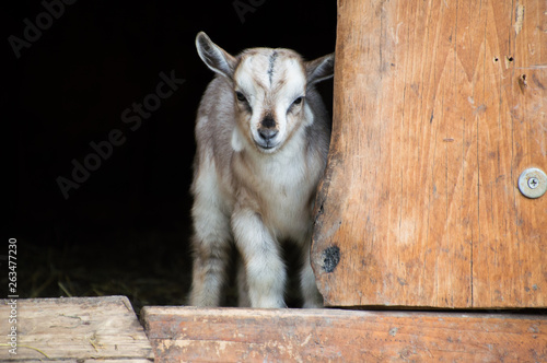 Fototapeta Naklejka Na Ścianę i Meble -  mała koza