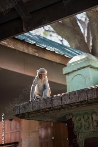 Monkey in Bagan, Myanmar