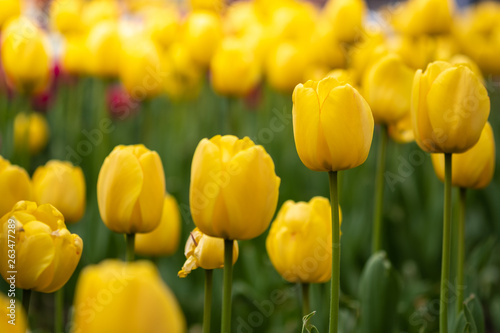 Blooming flowers yellow tulips with greenery blurred tulip field .-Image.