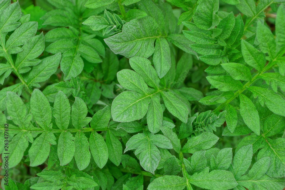 green natural plant texture from a variety of leaves on plants green natural plant texture from a variety of leaves on plants