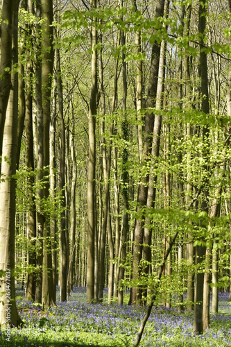 For  t de h  tres fins contrastant avec le tapis mauve par des millier de jacinthes sauvage au bois deHallerbos pr  s de Halle