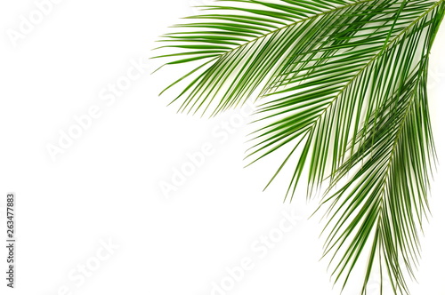 tropical green palm leaves   branches pattern frame on a white background. top view.copy space.abstract.
