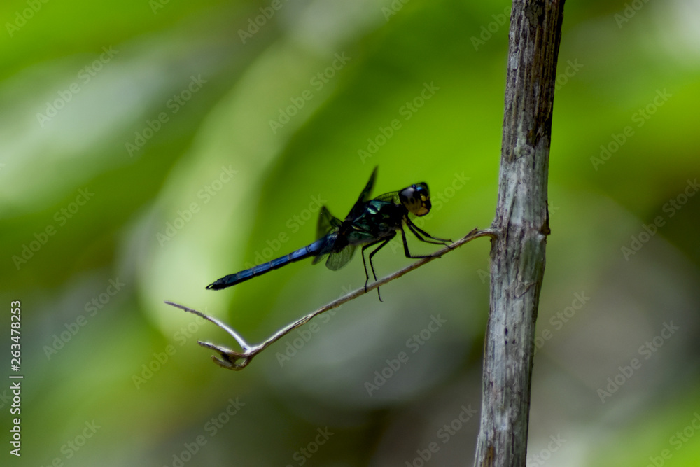 Dragonfly resting on twig