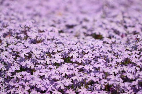 Spring flowers