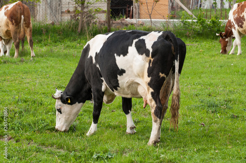 Black white cow on the street eats green grass.Black white cow in nature. .Black white cow grasses