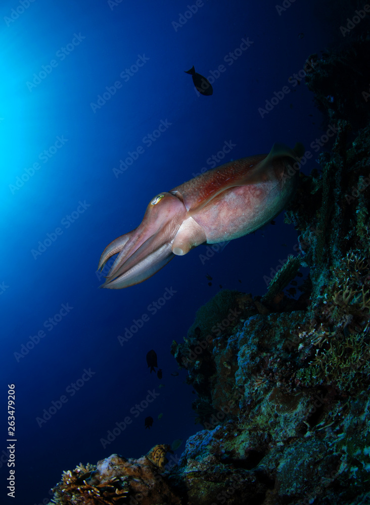 Fototapeta premium Broadclub cuttlefish - Sepia latimanus. Komodo National Park.