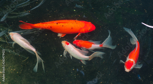 Beautiful red black white and orange colorful Koi fish in the water canal © Weerayuth
