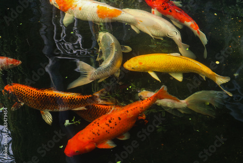 Beautiful red black white and orange colorful Koi fish in the water canal © Weerayuth