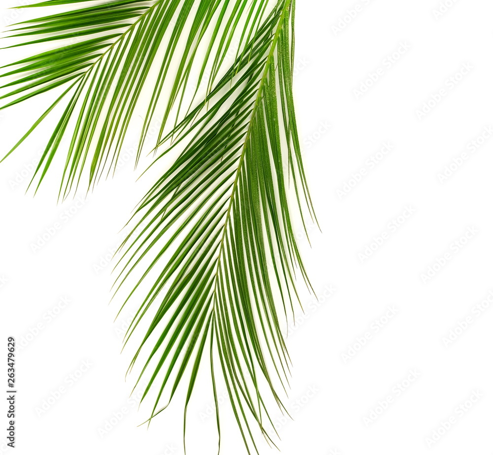 tropical green palm leaves , branches pattern frame on a white background. top view.copy space.abstract. tropical green palm leaves , branches pattern frame on a white background. top view.copy space.abstract.