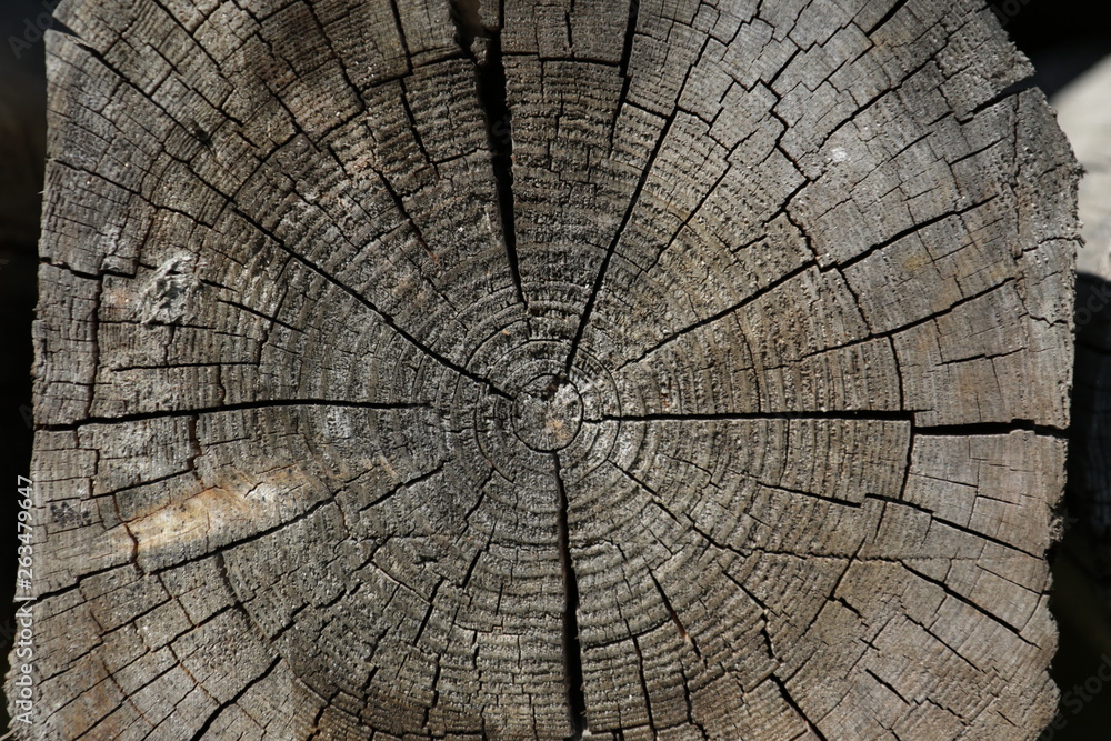 Fototapeta premium Tree