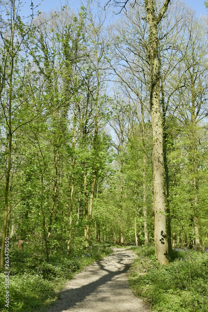 Obraz premium L'ombre d'un hêtre sur le chemin à la forêt de Hallerbos près de Halle
