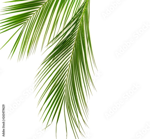 tropical green palm leaves   branches pattern frame on a white background. top view.copy space.abstract.